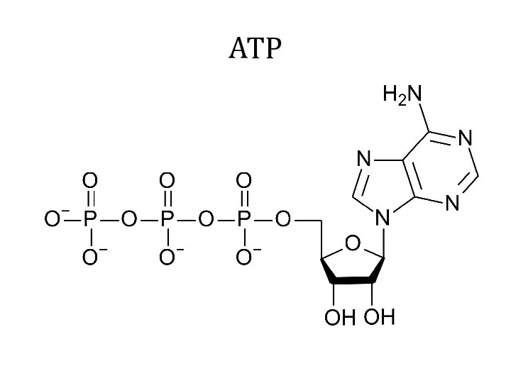 ATP