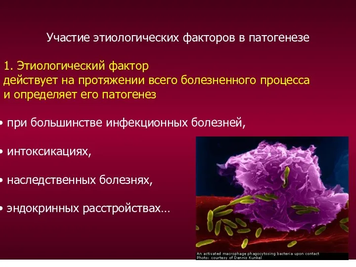 Участие этиологических факторов в патогенезе 1. Этиологический фактор действует на протяжении всего