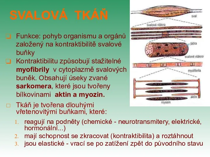 SVALOVÁ TKÁŇ reagují na podněty (chemické - neurotransmitery, elektrické, hormonální...) mají schopnost