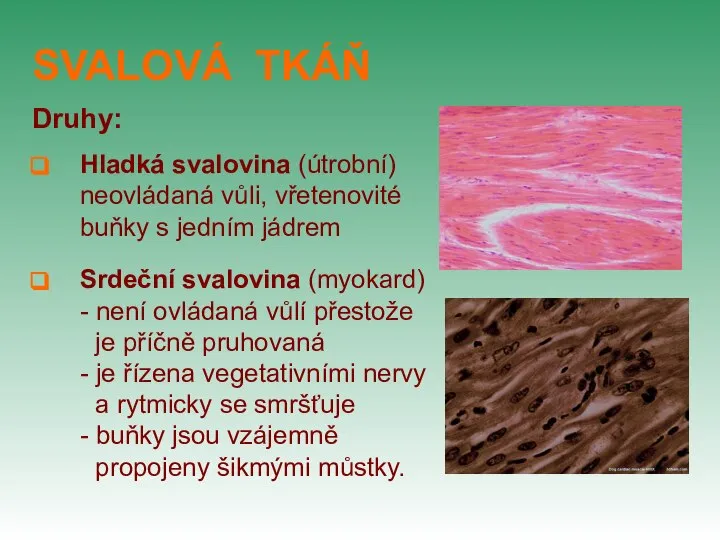 SVALOVÁ TKÁŇ Druhy: Hladká svalovina (útrobní) neovládaná vůli, vřetenovité buňky s jedním