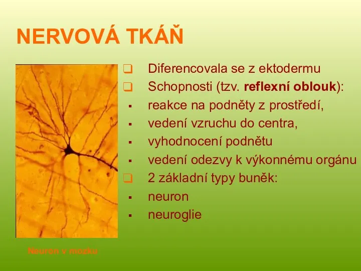 NERVOVÁ TKÁŇ Diferencovala se z ektodermu Schopnosti (tzv. reflexní oblouk): reakce na