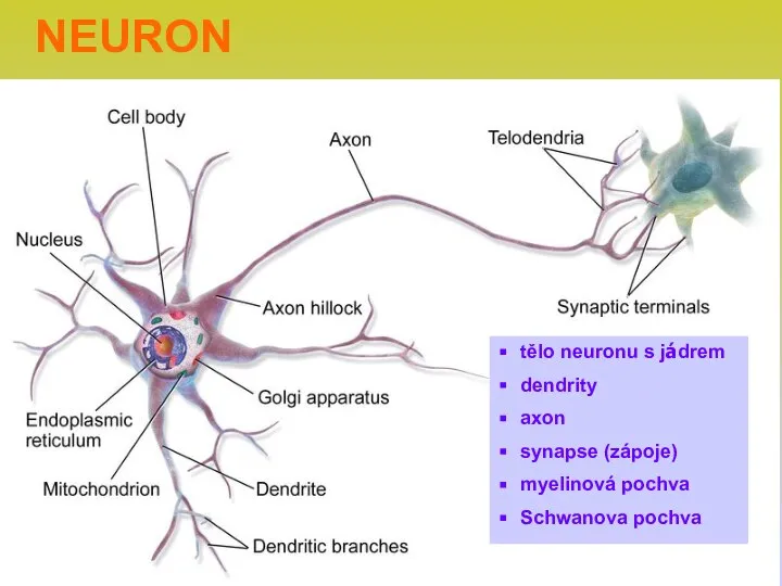 NEURON tělo neuronu s jádrem dendrity axon synapse (zápoje) myelinová pochva Schwanova pochva