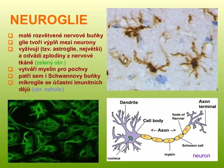 NEUROGLIE Neuron v mozku malé rozvětvené nervové buňky glie tvoří výplň mezi