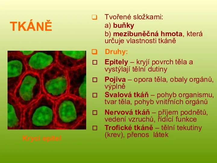 TKÁNĚ Tvořené složkami: a) buňky b) mezibuněčná hmota, která určuje vlastnosti tkáně