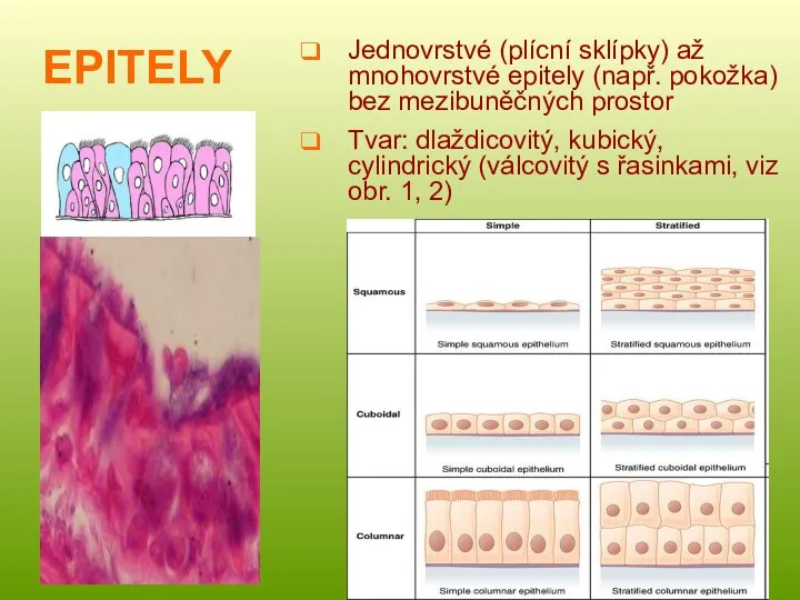 EPITELY Jednovrstvé (plícní sklípky) až mnohovrstvé epitely (např. pokožka) bez mezibuněčných prostor