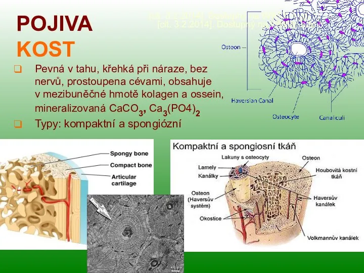 POJIVA KOST [cit. 3.2.2014]. Dostupný na WWW: http:// Pevná v tahu, křehká