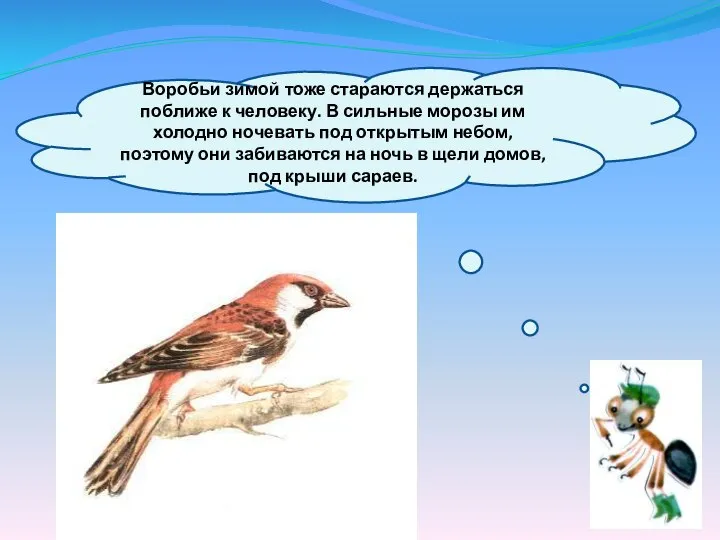 Воробьи зимой тоже стараются держаться поближе к человеку. В сильные морозы им