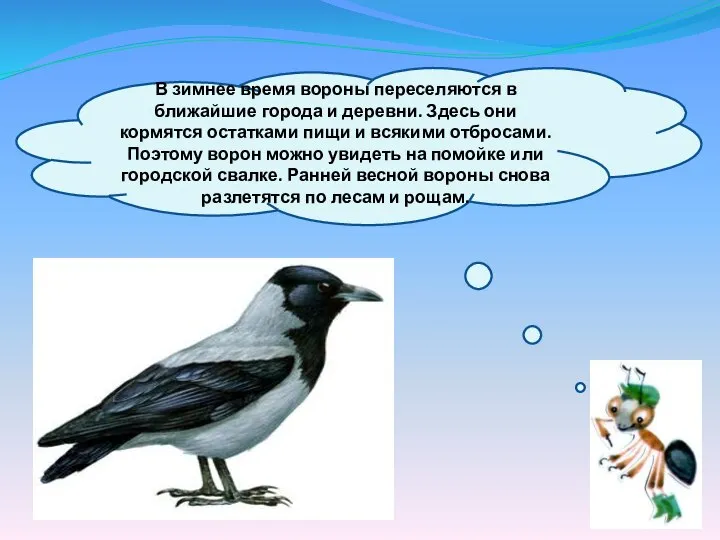 В зимнее время вороны переселяются в ближайшие города и деревни. Здесь они