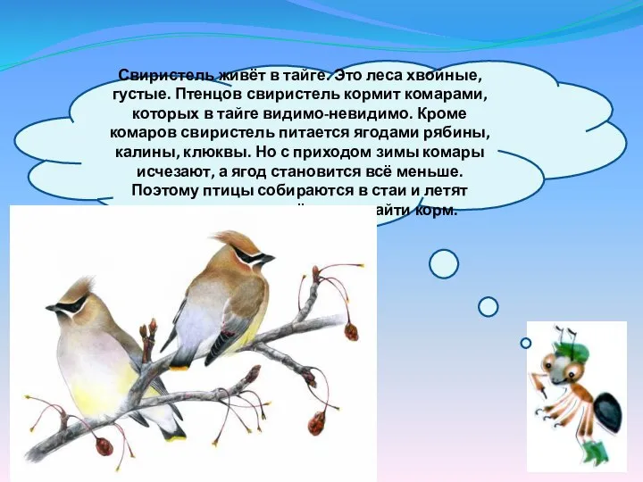 Свиристель живёт в тайге. Это леса хвойные, густые. Птенцов свиристель кормит комарами,