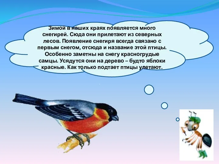 Зимой в наших краях появляется много снегирей. Сюда они прилетают из северных