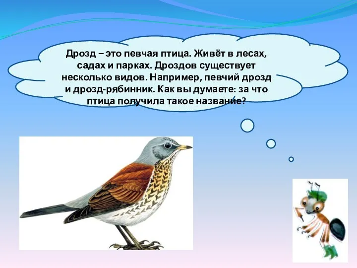 Дрозд – это певчая птица. Живёт в лесах, садах и парках. Дроздов