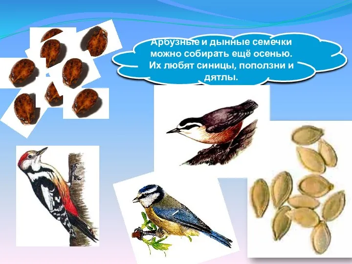 Арбузные и дынные семечки можно собирать ещё осенью. Их любят синицы, поползни и дятлы.