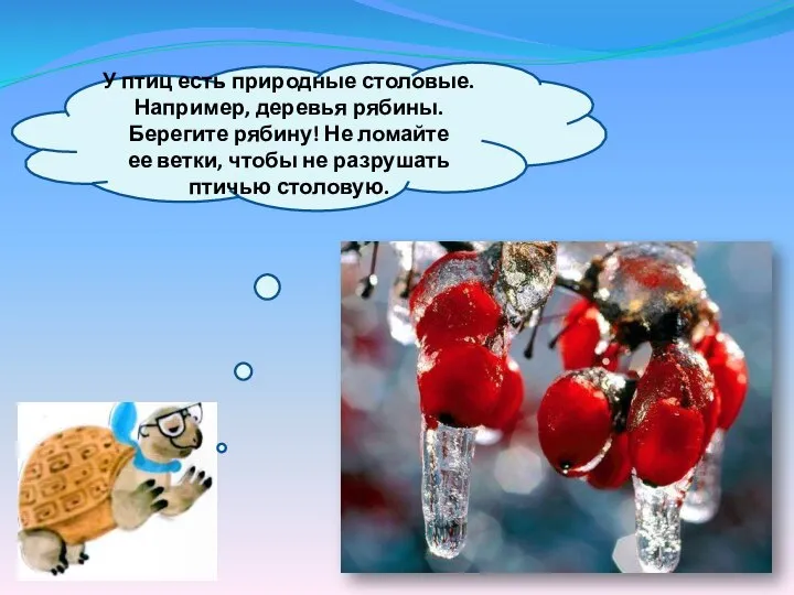 У птиц есть природные столовые. Например, деревья рябины. Берегите рябину! Не ломайте