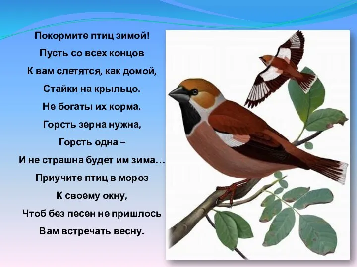 Покормите птиц зимой! Пусть со всех концов К вам слетятся, как домой,