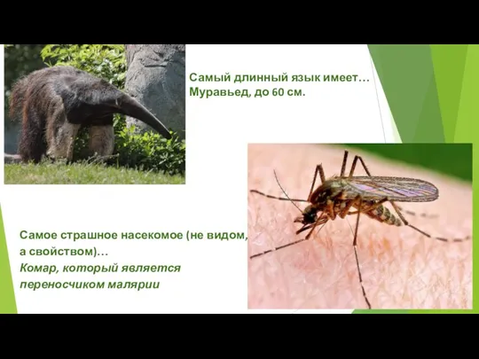 Самое страшное насекомое (не видом, а свойством)… Комар, который является переносчиком малярии