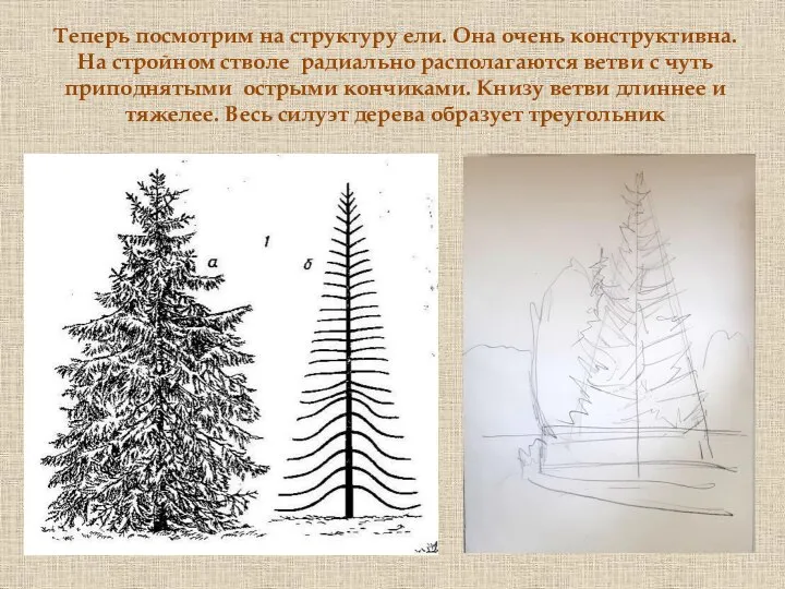 Теперь посмотрим на структуру ели. Она очень конструктивна. На стройном стволе радиально