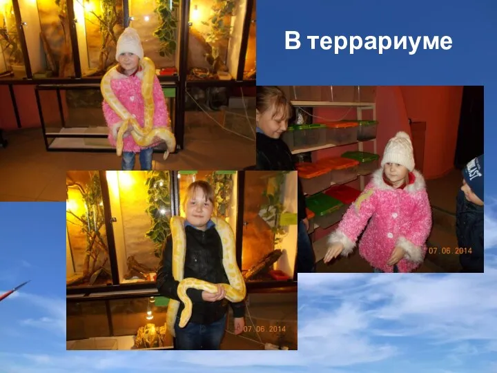 В террариуме