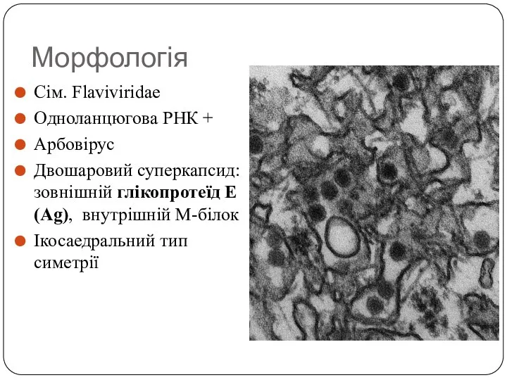 Морфологія Сім. Flaviviridae Одноланцюгова РНК + Арбовірус Двошаровий суперкапсид: зовнішній глікопротеїд E