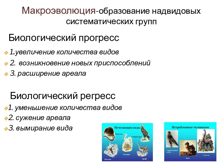 Макроэволюция-образование надвидовых систематических групп Биологический прогресс 1.увеличение количества видов 2. возникновение новых