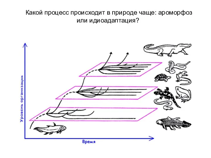 Какой процесс происходит в природе чаще: ароморфоз или идиоадаптация?