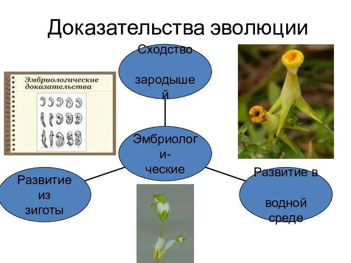 Доказательства эволюции