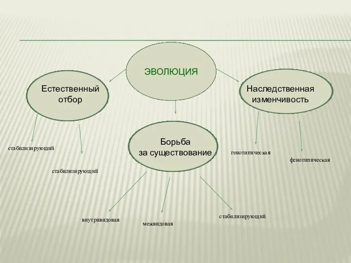 Борьба за существование Естественный отбор Наследственная изменчивость стабилизирующий стабилизирующий генотипическая фенотипическая внутривидовая межвидовая стабилизирующий