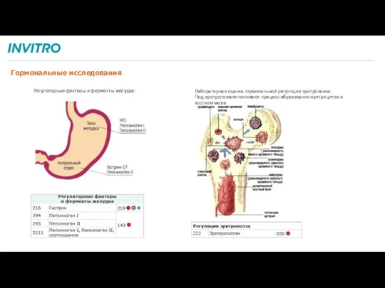 Регуляторные факторы и ферменты желудка: Лабораторная оценка гормональной регуляции эритропоэза: Под эритропоэзом