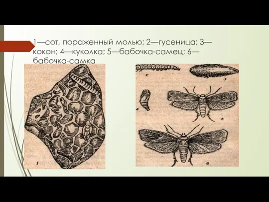 1—сот, пораженный молью; 2—гусеница; 3—кокон; 4—куколка; 5—бабочка-самец; 6—бабочка-самка