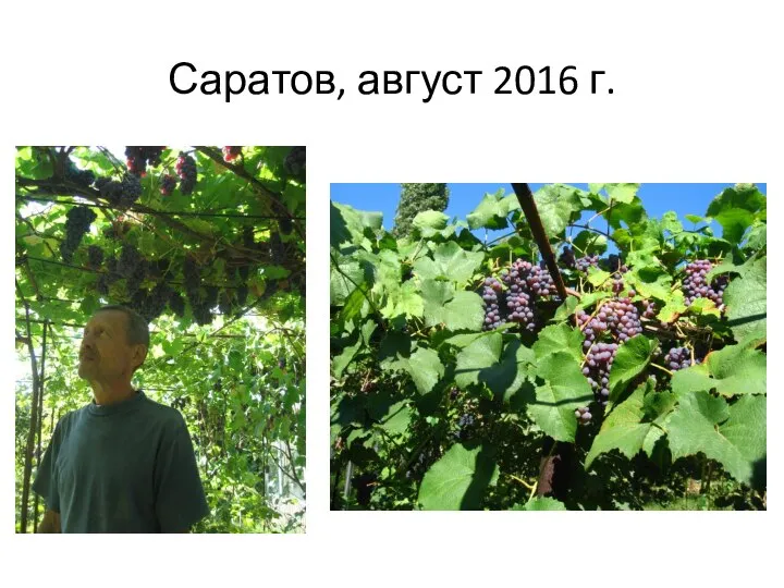 Саратов, август 2016 г.