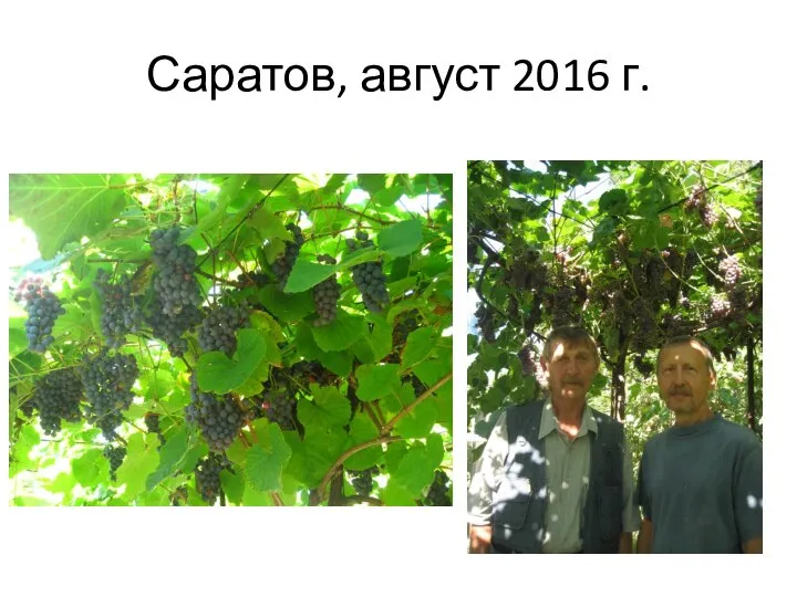 Саратов, август 2016 г.