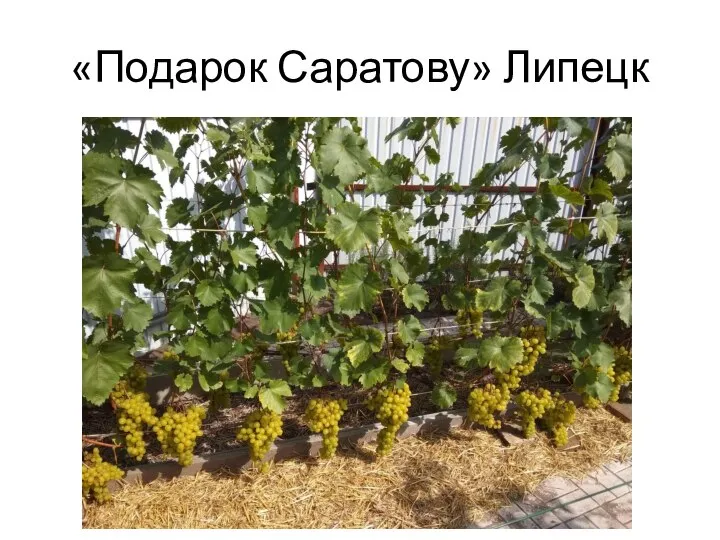 «Подарок Саратову» Липецк