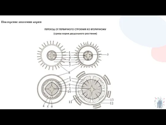 Повторение анатомии корня