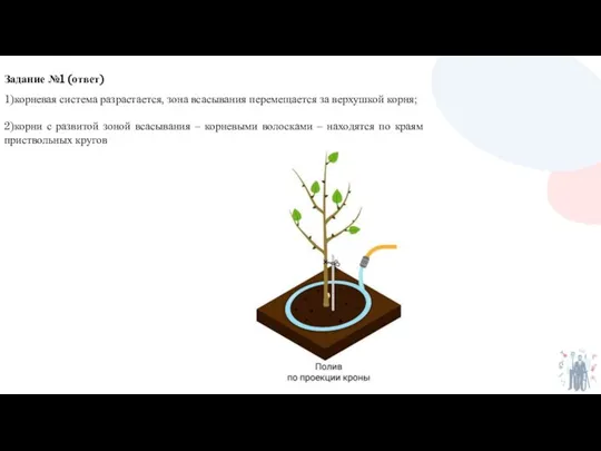 1)корневая система разрастается, зона всасывания перемещается за верхушкой корня; 2)корни с развитой