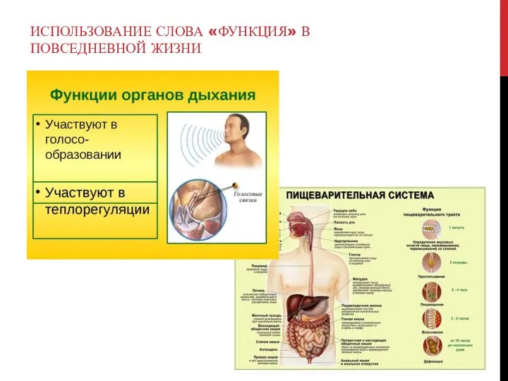 ИСПОЛЬЗОВАНИЕ СЛОВА «ФУНКЦИЯ» В ПОВСЕДНЕВНОЙ ЖИЗНИ