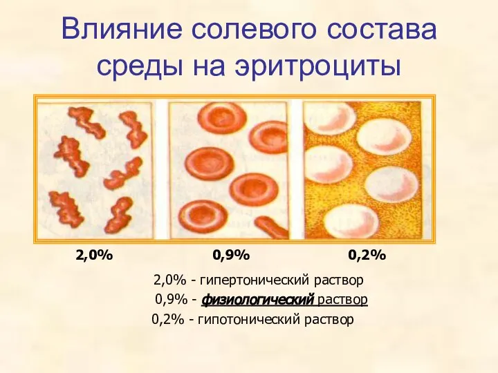 Влияние солевого состава среды на эритроциты 2,0% 0,9% 0,2% 2,0% - гипертонический