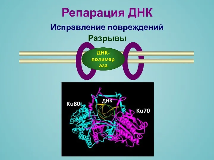 Лигаза Разрывы Репарация ДНК Исправление повреждений ДНК- полимераза