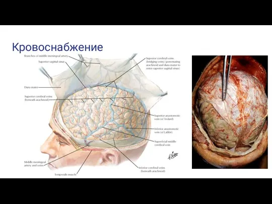 Кровоснабжение