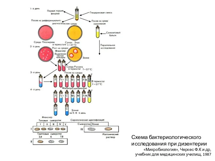 Схема бактериологического исследования при дизентерии «Микробиология», Черкес Ф.К и др, учебник для медицинских училищ, 1987