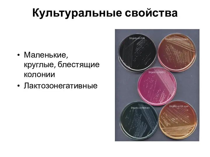 Культуральные свойства Маленькие, круглые, блестящие колонии Лактозонегативные