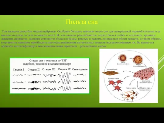 Сон является способом отдыха нейронов. Особенно большое значение имеет сон для центральной