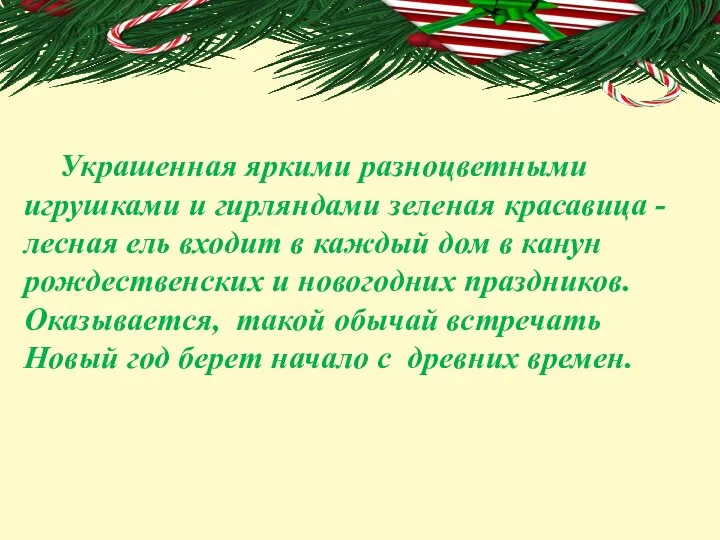 Украшенная яркими разноцветными игрушками и гирляндами зеленая красавица - лесная ель входит