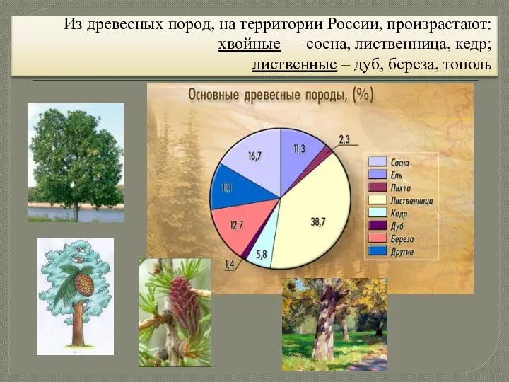 Из древесных пород, на территории России, произрастают: хвойные — сосна, лиственница, кедр;