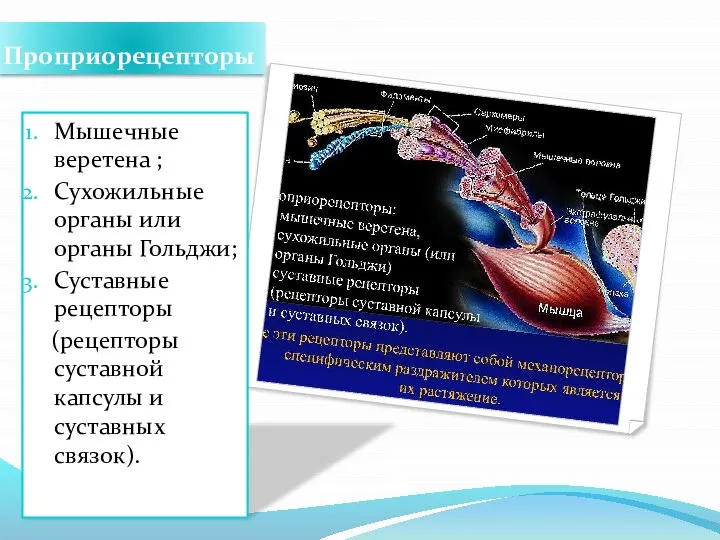 Проприорецепторы Мышечные веретена ; Сухожильные органы или органы Гольджи; Суставные рецепторы (рецепторы