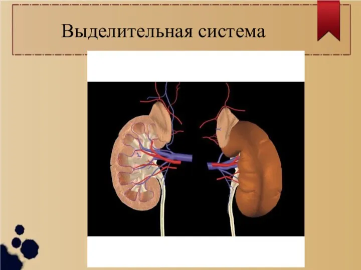 Выделительная система