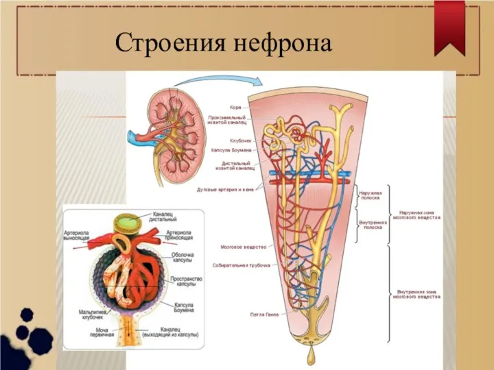 Строения нефрона