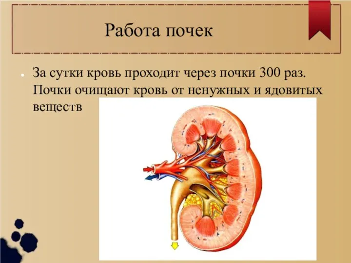 Работа почек За сутки кровь проходит через почки 300 раз. Почки очищают