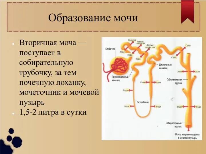 Образование мочи Вторичная моча — поступает в собирательную трубочку, за тем почечную