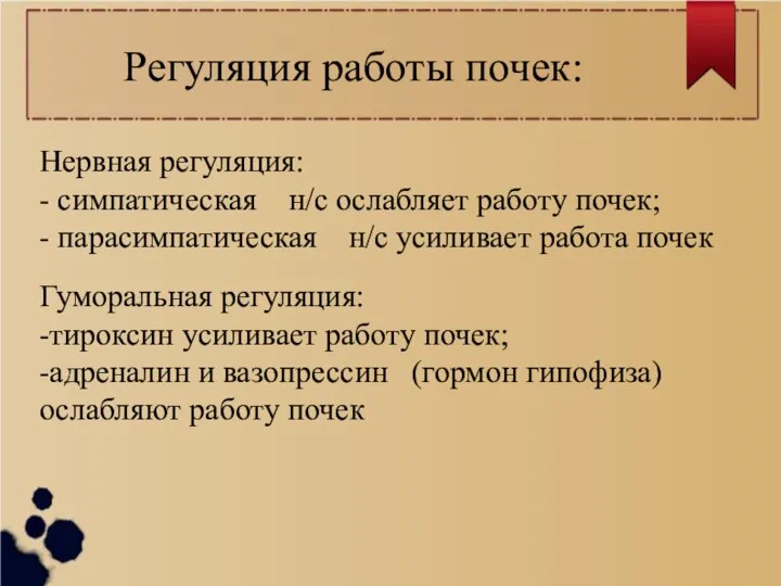 Регуляция работы почек: Нервная регуляция: - симпатическая н/c ослабляет работу почек; -