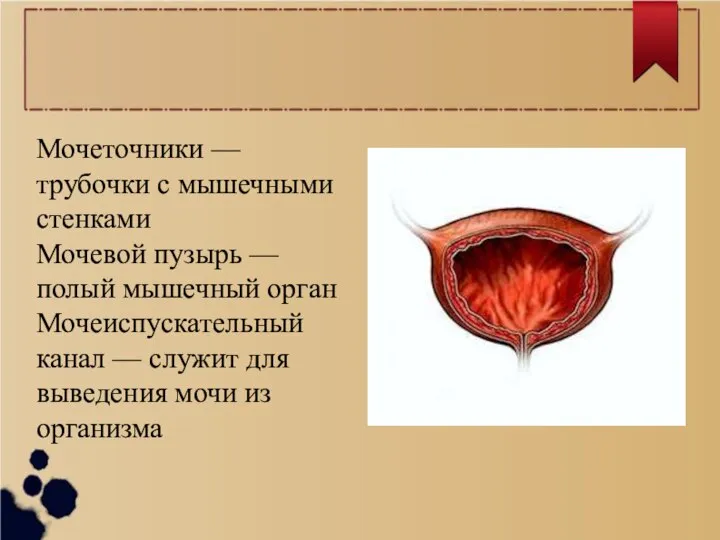 Мочеточники — трубочки с мышечными стенками Мочевой пузырь — полый мышечный орган