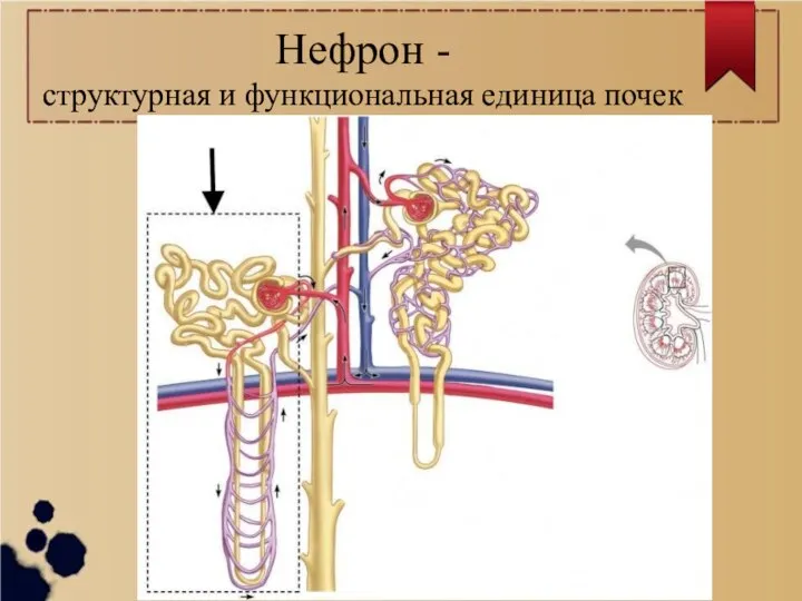 Нефрон - структурная и функциональная единица почек